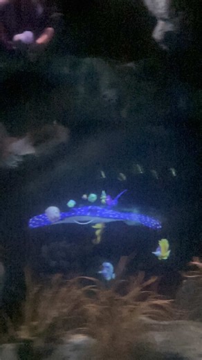 Experiencing Fun at Disneyland's Finding Nemo Ride