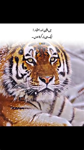 𝙓𝙄𝙔𝘼𝙈 (@xiyam58)’s videos with الصوت الأصلي - ♕ سـٰٖـ๋͜ـجـاࢪة ☠ 🚬