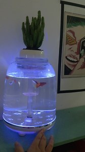 Watch What a Beautiful Fish Tank! Love the 360 Views! on Amazon Live