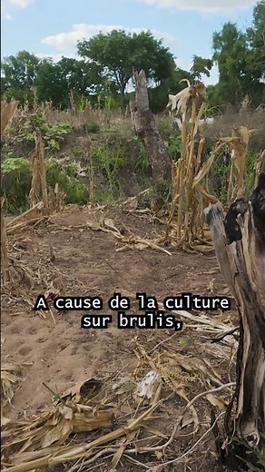 La forêt brûle à Madagascar, pour le charbon... #africa #documentary #madagascar #fire #forest