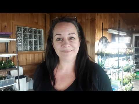 How to propagate african violet leaves in soil the right way