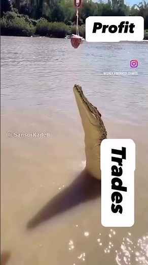 Profit and Traders in the Forex market 😁 #forexmoney #forexsignal #forex #forextrader #broker ￼￼