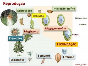 03 Botânica: Gimnospermas (Graduação)