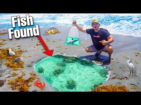 FINDING FISH IN BEACH TIDE POOL... (what's inside?)