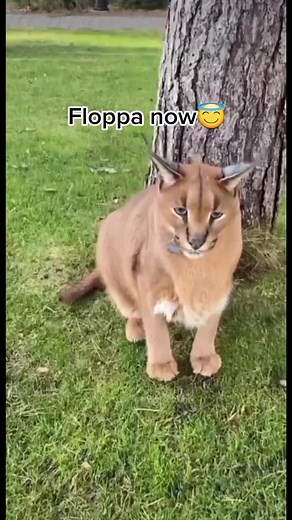 Floppa Comparison: Cougar and Kitten Moments