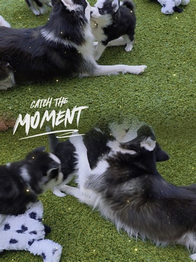 Successful Puppy Weaning Process Explained