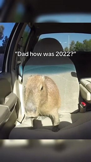 Capybara Ok I Pull Up — Funny Meme Dabby 2022 Clip