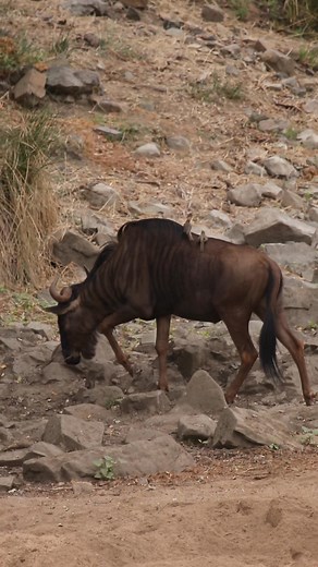 57K views · 1K reactions | Oxpecters catch a ride on wildebeest  #tsd #animals #wildlife | Wildest Kruger Sightings | Facebook