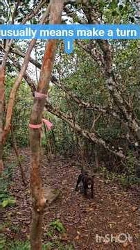 Hiking tips: Spotting trail marker ribbons #staffy #hikingdog