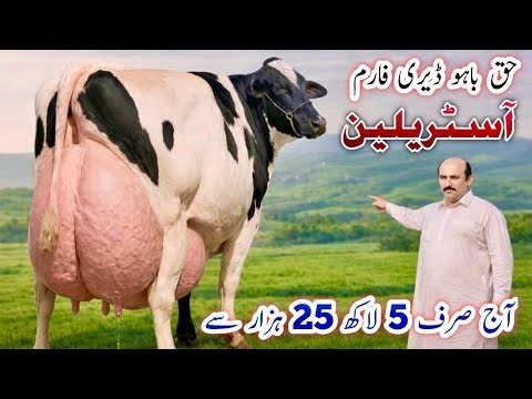 🔥 Top Quality Imported HF Cow | Haq Bahoo Dairy Farm | High Milk Production Cow For Sale 🐄🥛