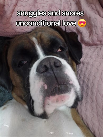such a cuddly dog until the ring doorbell motion goes off 😂 #cutedog #boxerdog #dogsoftiktok #funnydogs #loveyou