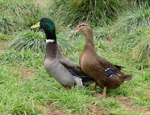 Rouen duck - Alchetron, The Free Social Encyclopedia