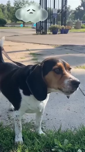 Dogs Grieve Like Humans | Protect Your Pet