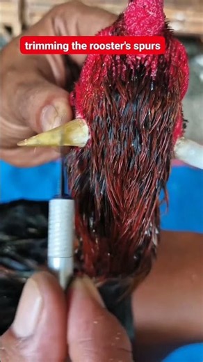 Safe Rooster Spur Trimming 🐓✂️ | Proper Spur Care & Maintenance #Shorts #birds #roosterfarm #viral