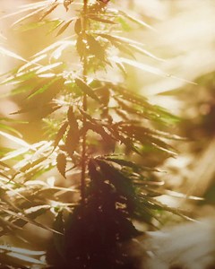 213K views · 3.9K reactions | Hemp. For decades, it's been used for everything from clothes to medicine to beauty products. And now...building homes? | Million Stories Media | Facebook