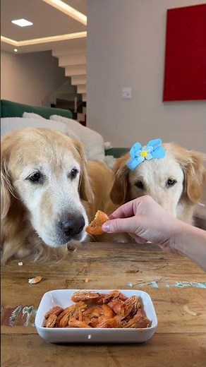 ASMR Golden Retrievers Eating Shrimp 🐶🍤