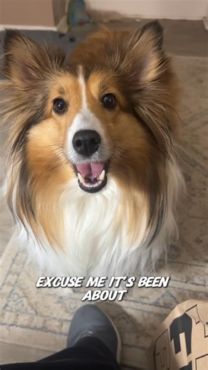 Bailey Le Boo | Dog Mom Lifestyle Blog | How could you possibly resist this level of cuteness? #attentionseeker #cute #instadogs #sheltie #saturdaymorning | Instagram