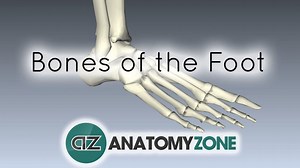 Bones of the Foot - 3D Models, Video Tutorials & Notes | AnatomyZone