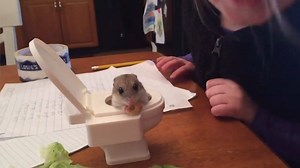 Here is a wholesome compilation of guinea pigs that will make your day a little brighter! | Animal Tales