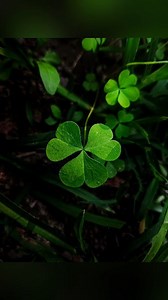 Creative Photography | Tips & Tricks with Phone using Pro Mode 📸 | Mobile Photography Hacks 🔥 Follow 👉 Guruji Click'S for more photography tutorial 🌿 ISO: 400 Shutter: 1/320 Focus: 0.00 WB: 5100 #creative #createvideo #mobilephotography #mobile_photography #explore #explorereels #nature #naturephotography #trendingreels #trending #trendingsongs #viralreels #viralvideos #viralpost #reels #instalike #reelitfeelit #photooftheday #photo #instagram #editing #follow #commentforcomment #fyp #growth