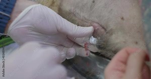 The veterinarian punctures the animal's abdominal wall with a catheter and drains ascites fluid from the animal's abdominal cavity. Rescue dogs with ascites. The veterinarian drains the ascites fluid.