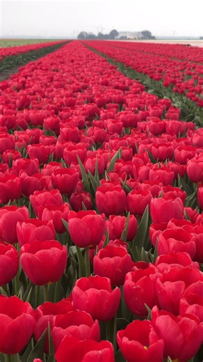 Tulips field in Holland . . . . #tulip #tulipsinholland #tulips #tulipseason #tulipfestival #tulipfield #spring #springtime #springiscoming #frühling #frühlingsgefühle #holland #netherlands🇳🇱 #visitnetherlands #bucketlist #bucketlistadventures #travelphotography #travelgram #travel #travelblogger #photography #photooftheday #red #flevoland #keukenhof #garden | The amazing places