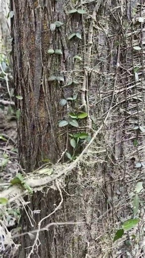 Remove Parasitic Vines from Tree Trunks to Protect Tree Health
