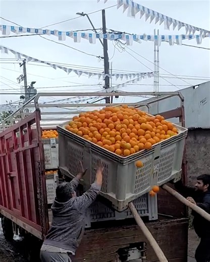 Such a waste of Vitamin C 😢🍊 | FOODbible