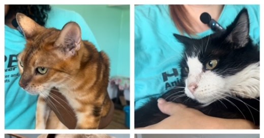 Jersey's Journeys: adoptable pets at HOPE