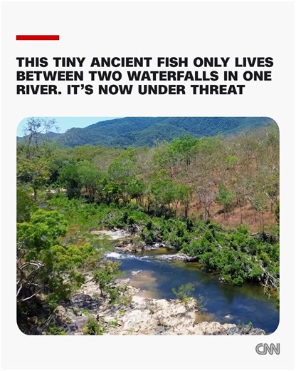 Along a nine-mile stretch of river between two waterfalls in the Australian rainforest lives a tiny fish that’s been there for millions of years, hiding between rocks along the riverbank by day and emerging at night to feed. https://cnn.it/3KZWzdj | CNN