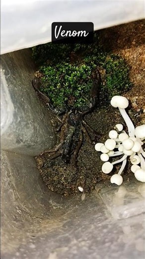 ☠️venom ceme to my house #mypet #venom #animals#jeevansakshi