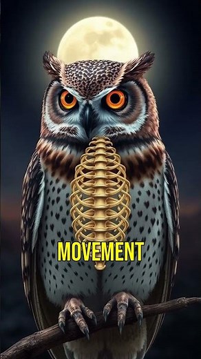 Why Owls Can Twist Their Heads 270 Degrees! 🦉