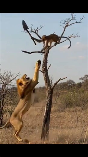 funny monkey fight video