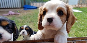 Look out for this red flag when buying a puppy – it could expose a criminal