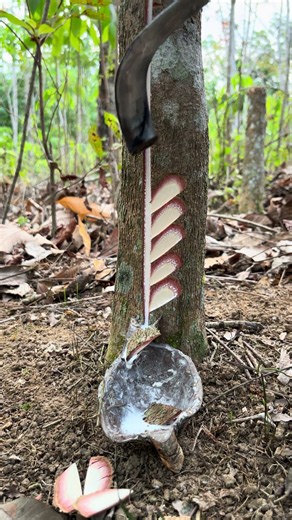 The Secret Flowing Inside This Forest Tree Will Shock You!#WildForest #CuriousWorld #OddlySatisfying
