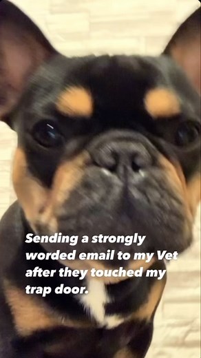 I am also leaving a strongly worded, yelp review and reporting you to the Better Business Bureau. . . The word’s disappeared from the first one so I deleted and reposted. . . #reelsvideo #trapdoor #vetvisit #bennyblanco_thefrenchie | Mike Fuller