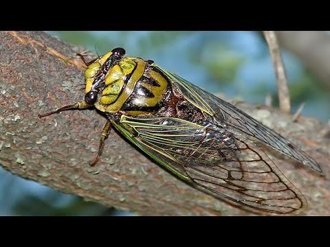 Chicharras en los Cafetales de Honduras - CIGARRAS