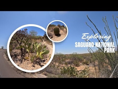 🌵 Exploring Saguaro National Park | Land of the Giant Cactus