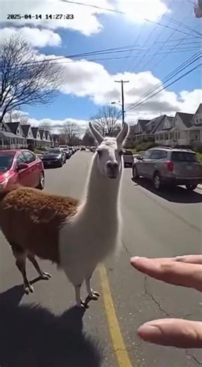 Llama Refuses To Move For Cop