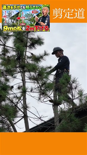 Pruning Tall Pine Trees: How to Safely Reduce Height Without Killing the Tree (For Advanced Garde...