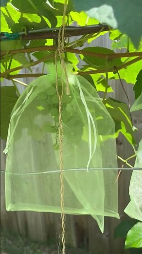 Squirrels In Your Garden? Here's How To Keep Them Out!