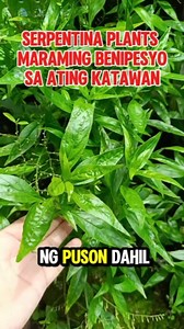 halamang gamot na sagot sa problema mo bawal sa buntis #fbreelsfypシ゚viralシ #fbreels2024 #hilightseveryonefollowers #momshierizzvlog #highlight #follower #everyone #highligh #followers | Momshierizz vlog