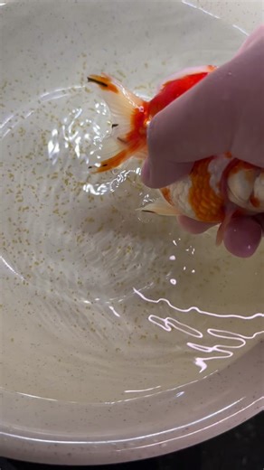 How to Hand Spawn Goldfish: Step-by-Step Guide