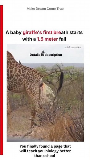 🦒Why baby giraffe’s first breath 🫁 starts with a 1.5 meter fall ⚡| MDCT