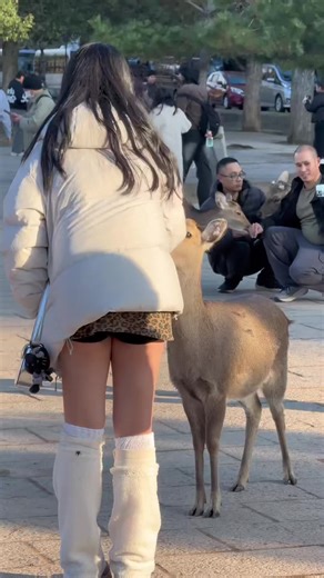 Nara Park deer 🦌 in japan #narapark #nara