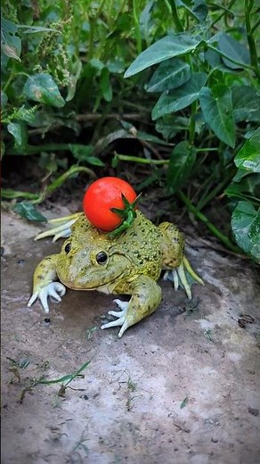 Catch frog funny | Catching frogs makes you laugh | Bullfrog funny video