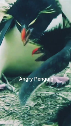 Angry Penguin
