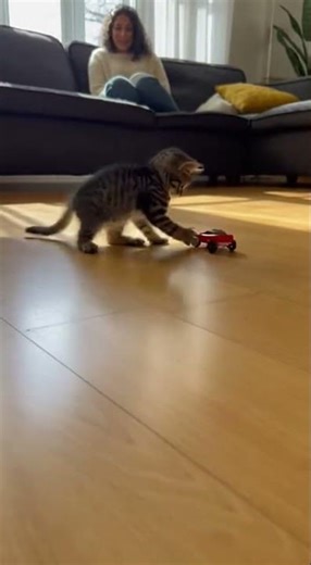 Kitten vs Self-Driving Toy Car 😂🚗🐱