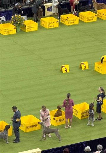 Experience the Joy of the Westminster Dog Show