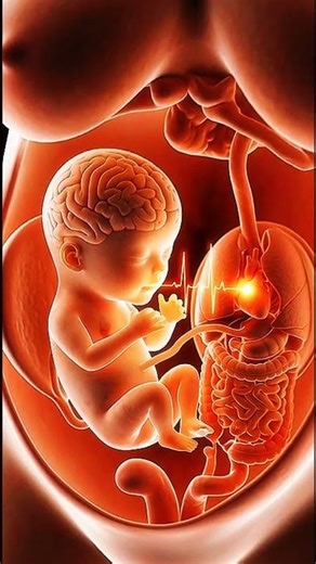 Inside a Pregnant Body, Medical CGI Anatomy Explained